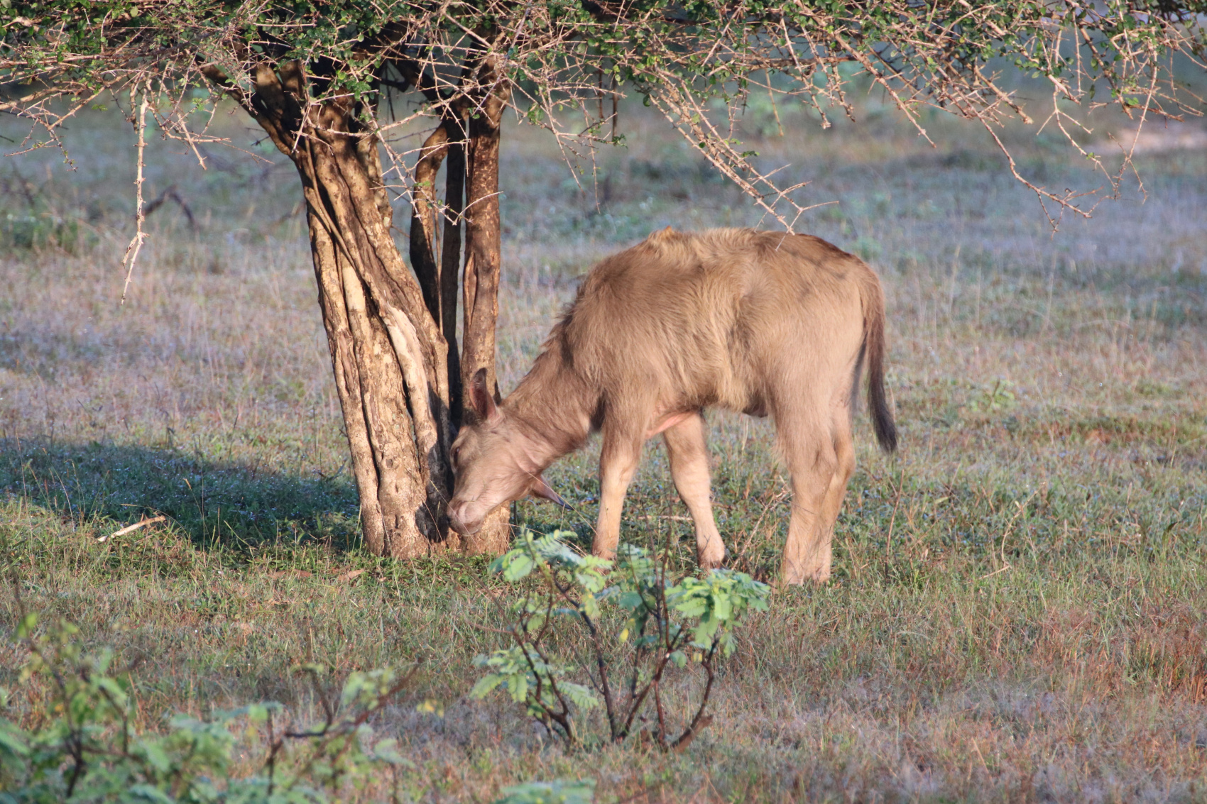 Экотрип на Шри-Ланку (13/86)