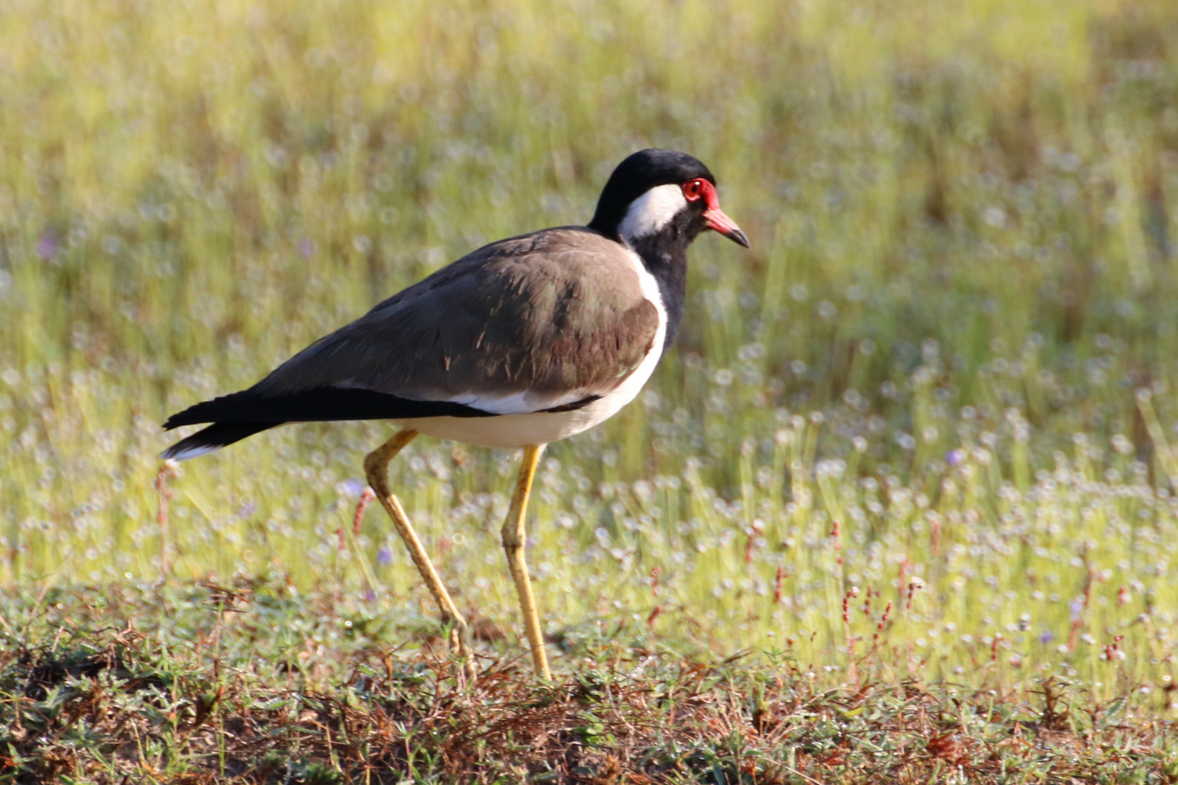 Экотрип на Шри-Ланку (18/86)