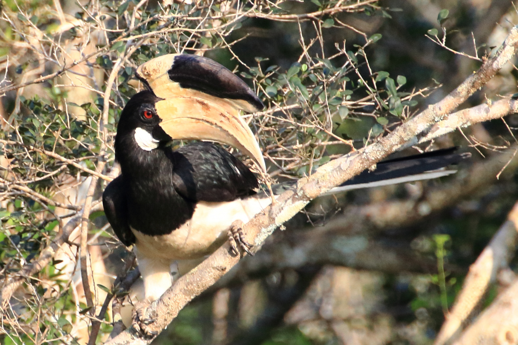 Экотрип на Шри-Ланку (20/86)