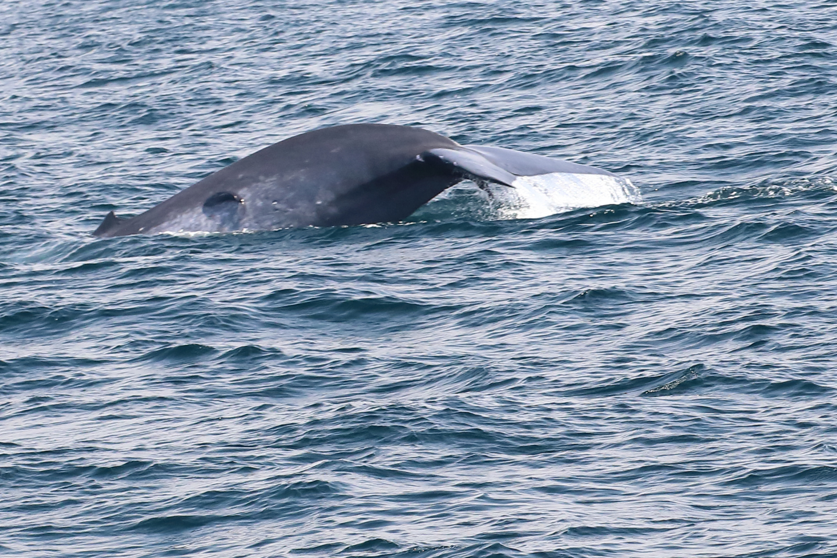Экотрип на Шри-Ланку (60/86)