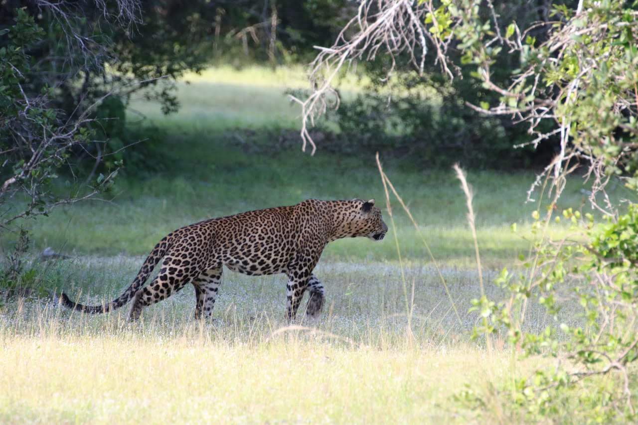 Экотрип на Шри-Ланку (15/86)
