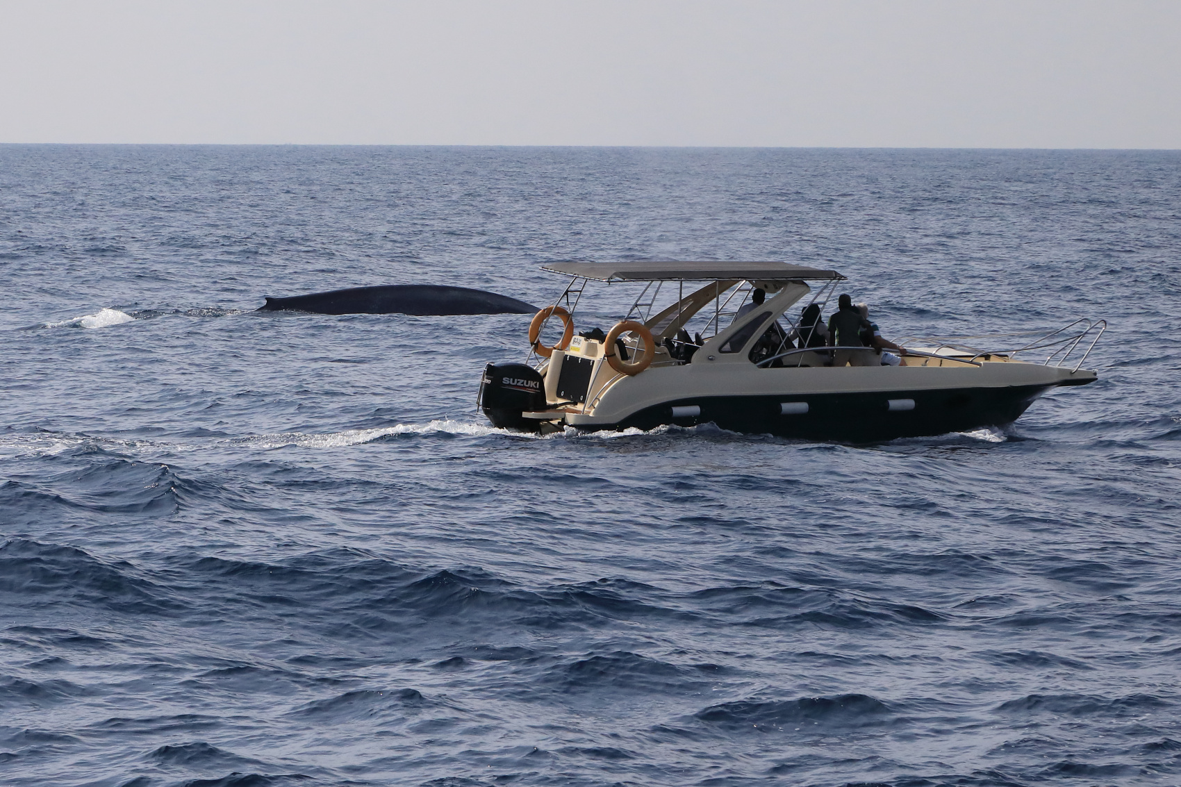 Экотрип на Шри-Ланку (50/86)