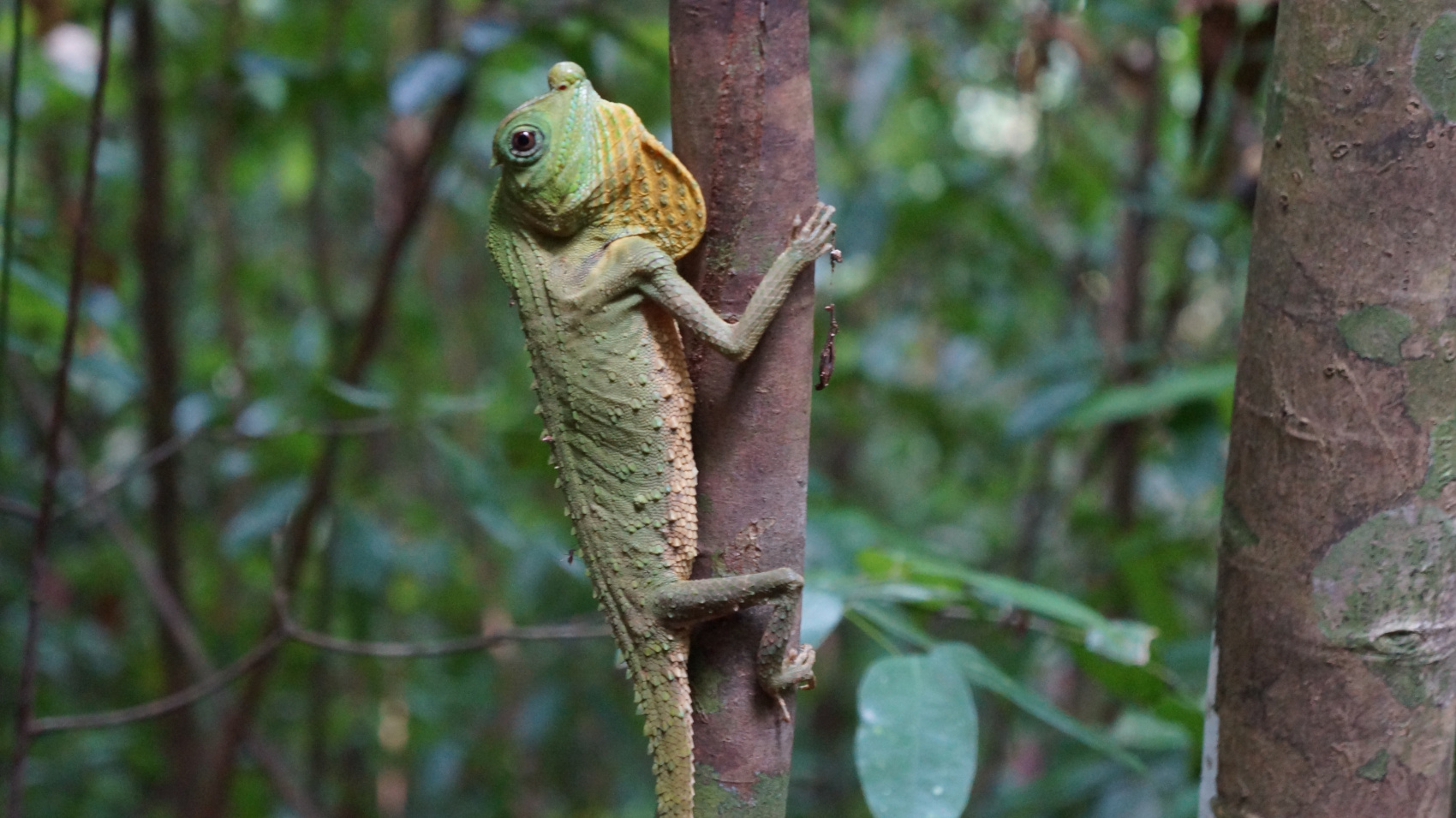 Экотрип на Шри-Ланку (29/86)