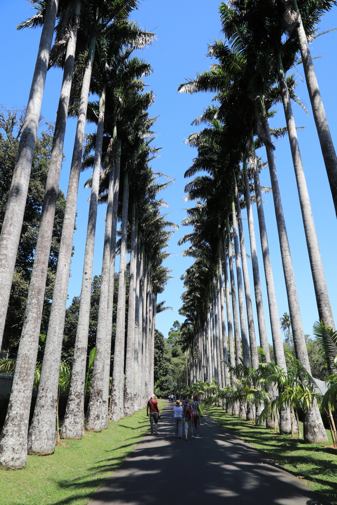 Экотрип на Шри-Ланку (48/86)