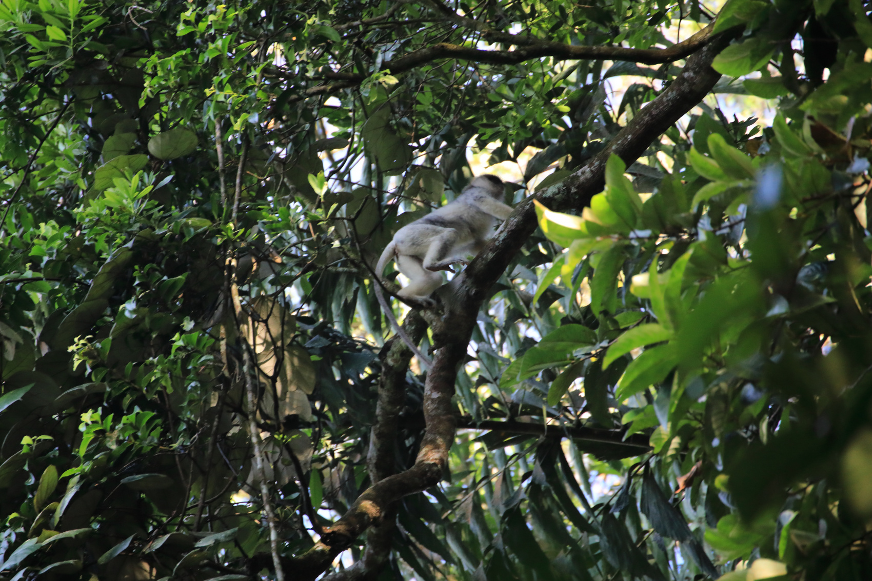 Экотрип на Шри-Ланку (28/86)