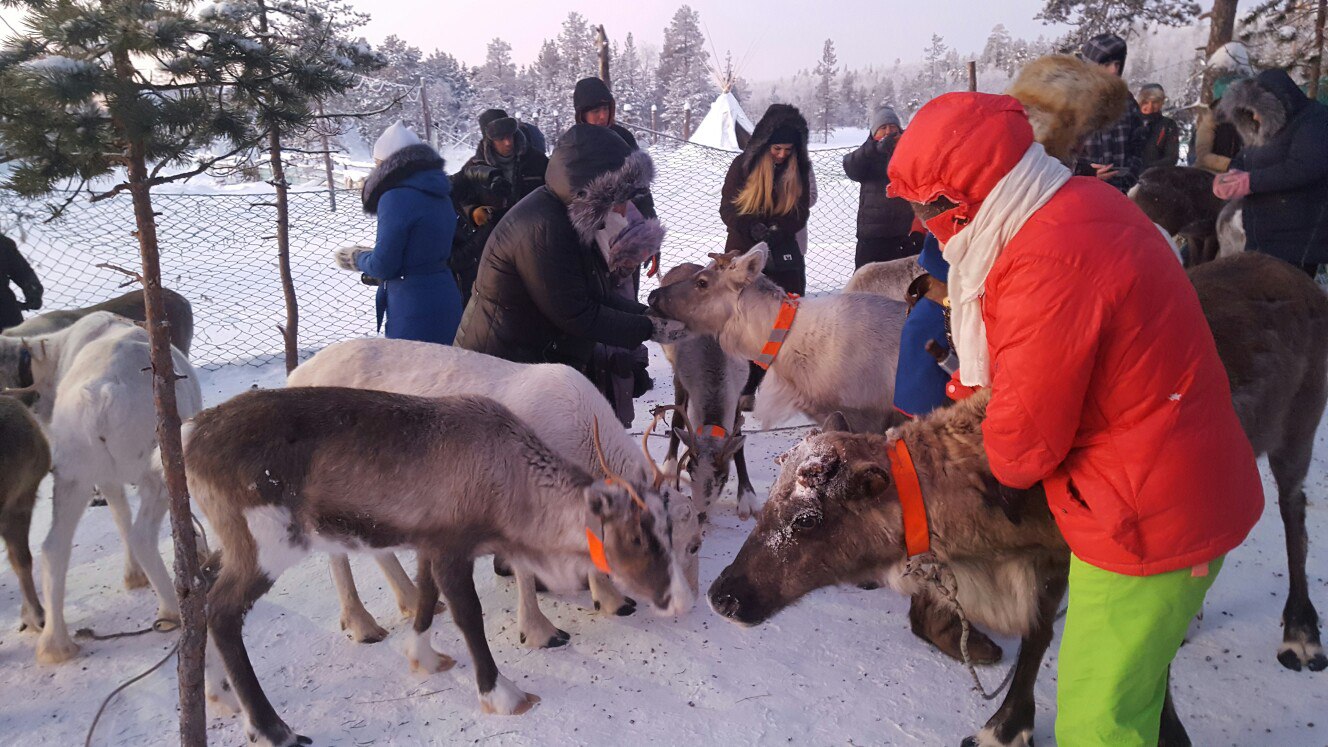 Арктический уик-энд под Северным Сиянием - Териберка, Олени и Хаски (51/58)