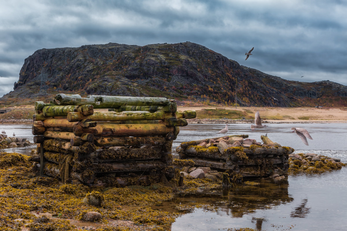Арктический уик-энд под Северным Сиянием - Териберка, Олени и Хаски (9/58)