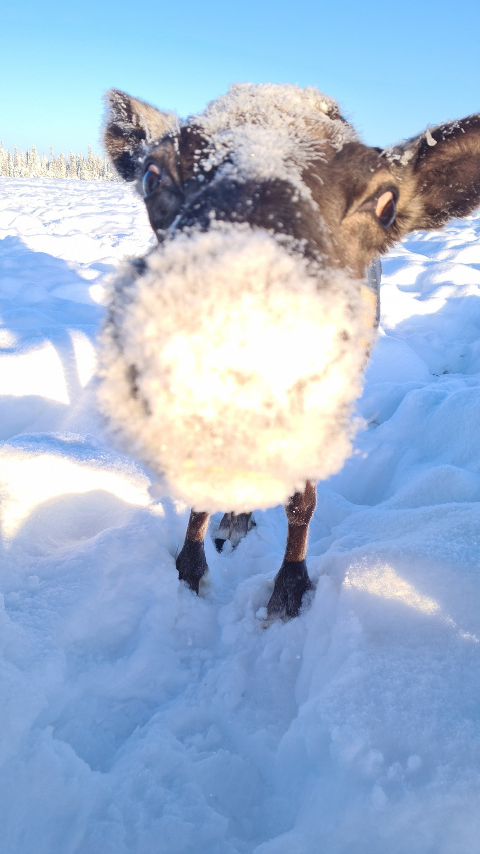 Арктический уик-энд под Северным Сиянием - Териберка, Олени и Хаски (50/58)
