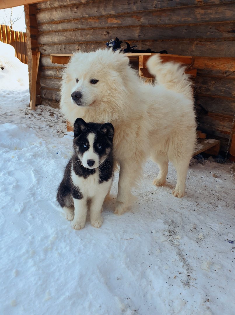 Арктический уик-энд под Северным Сиянием - Териберка, Олени и Хаски (35/58)