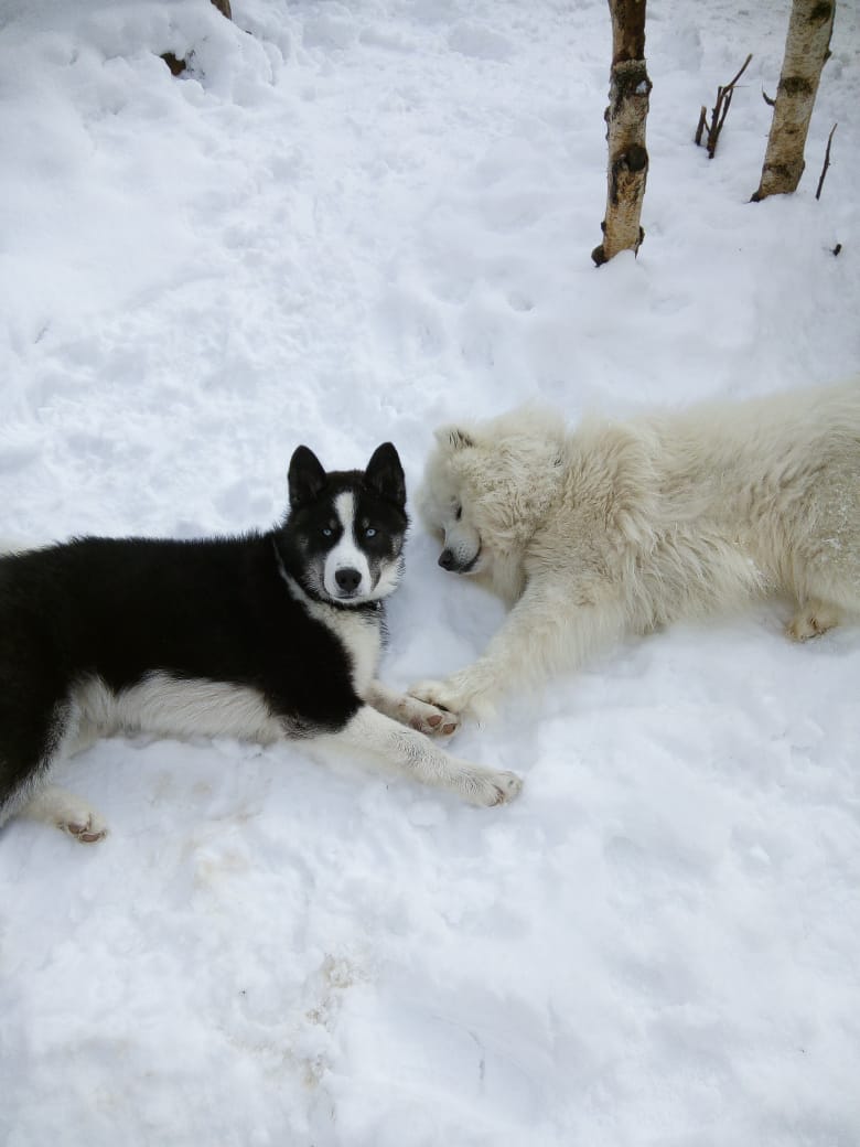 Арктический уик-энд под Северным Сиянием - Териберка, Олени и Хаски (38/58)
