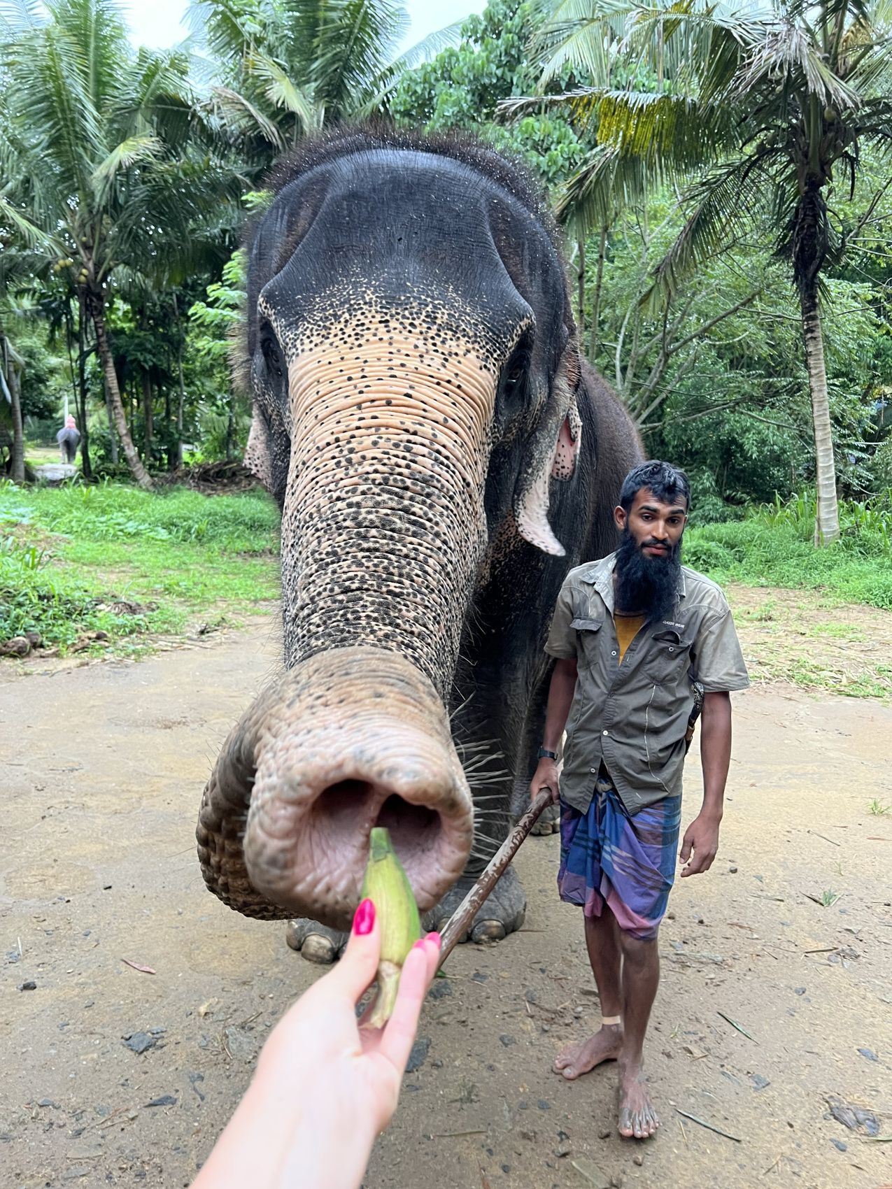 Приключения на Шри-Ланке (119/173)