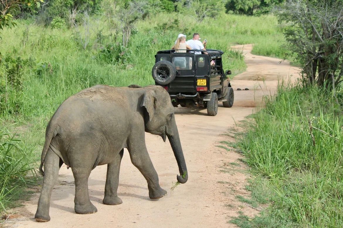Приключения на Шри-Ланке (141/173)