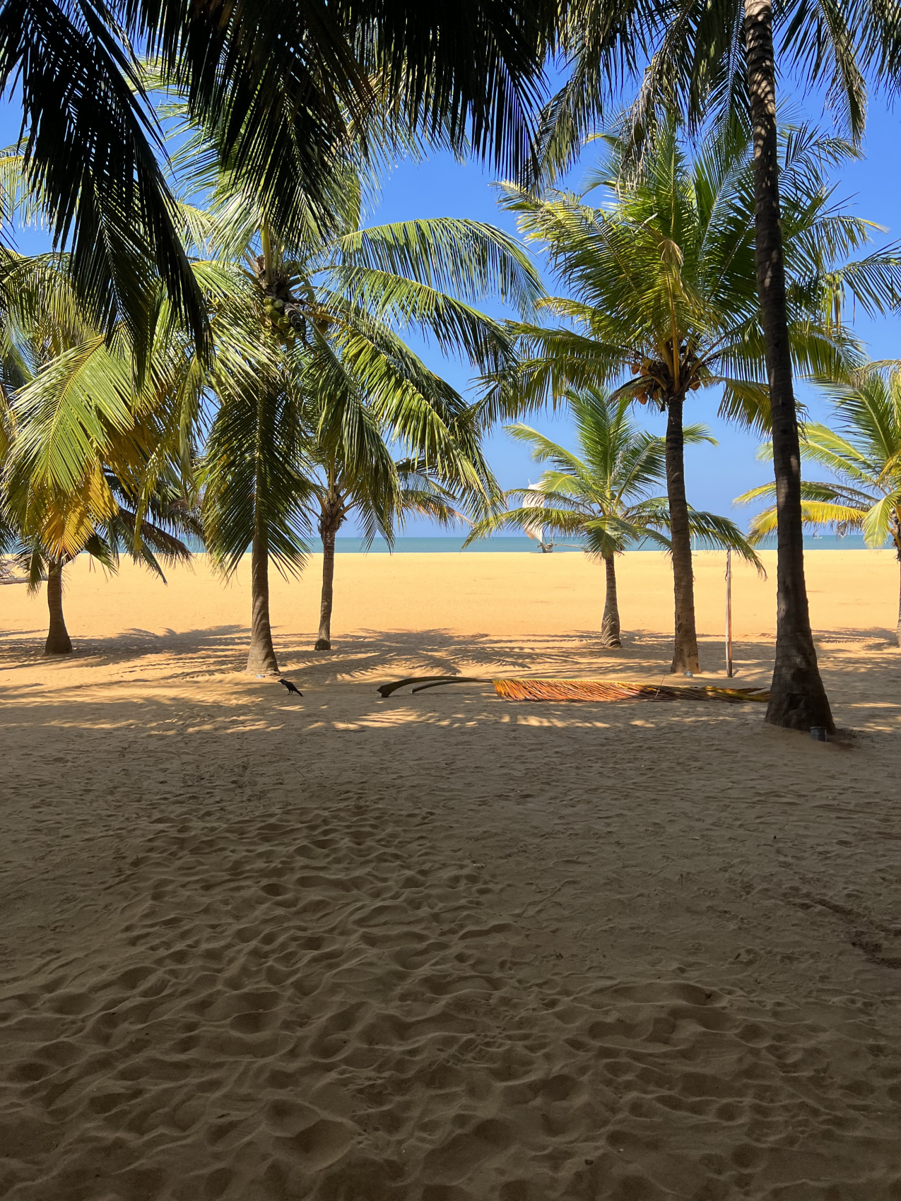 Приключения на Шри-Ланке (85/173)