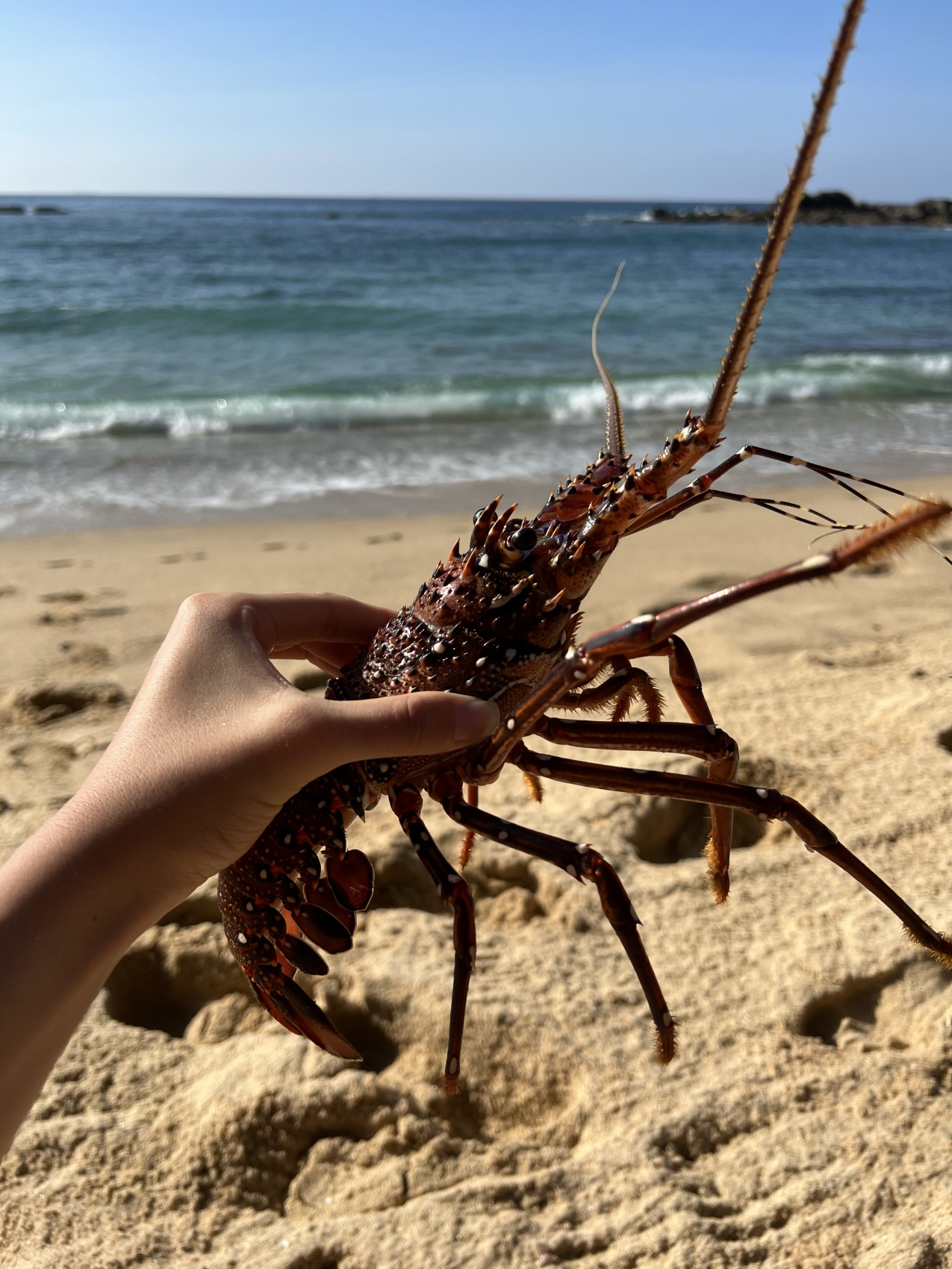 Приключения на Шри-Ланке (21/173)