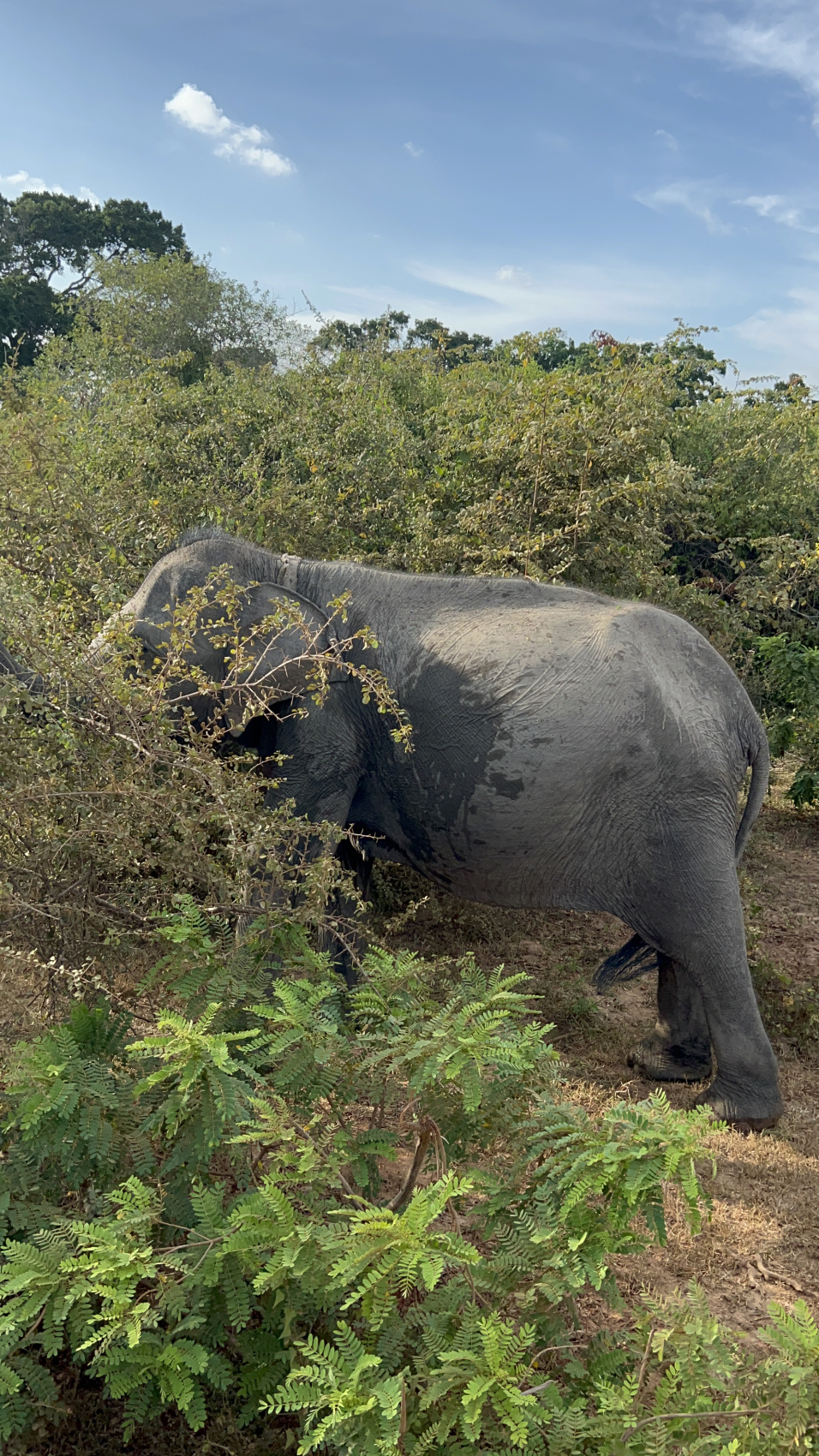 Приключения на Шри-Ланке (92/173)