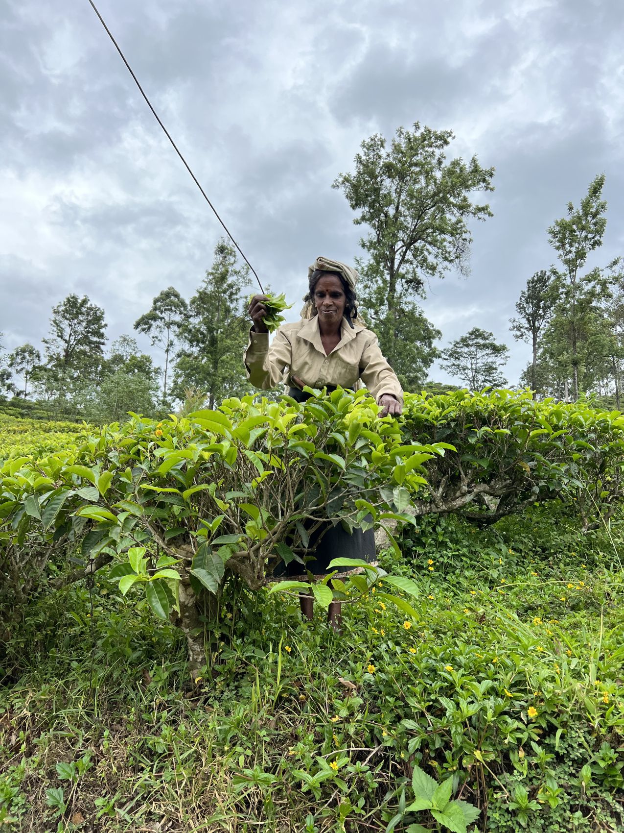 Приключения на Шри-Ланке (123/173)
