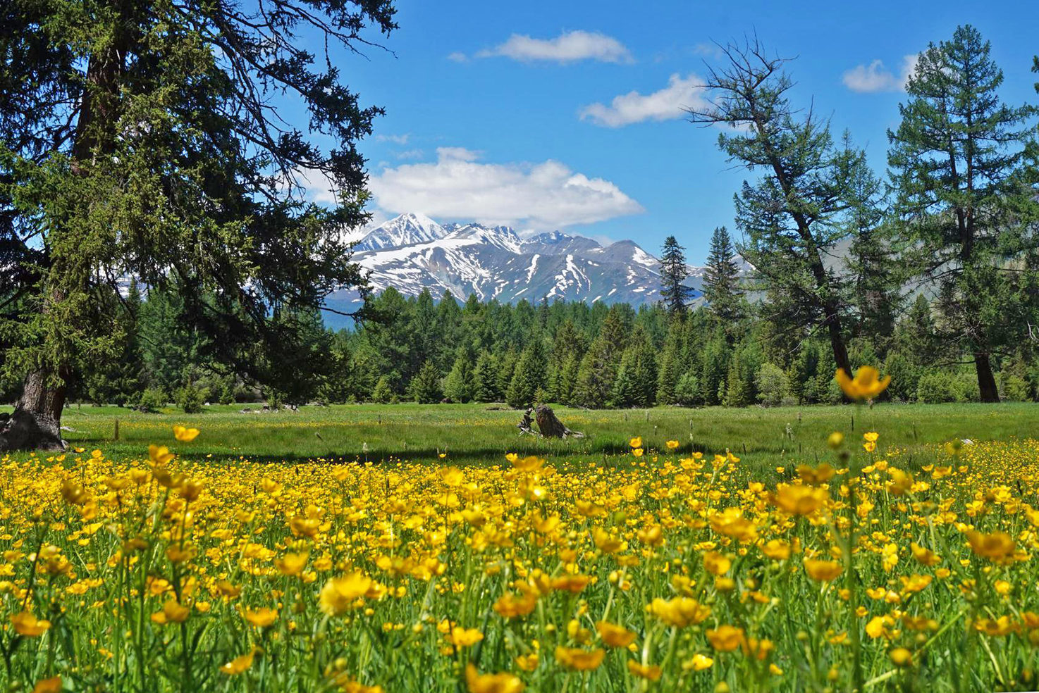 Цветущий Алтай, экспресс-тур для ценителей красоты (4/33)