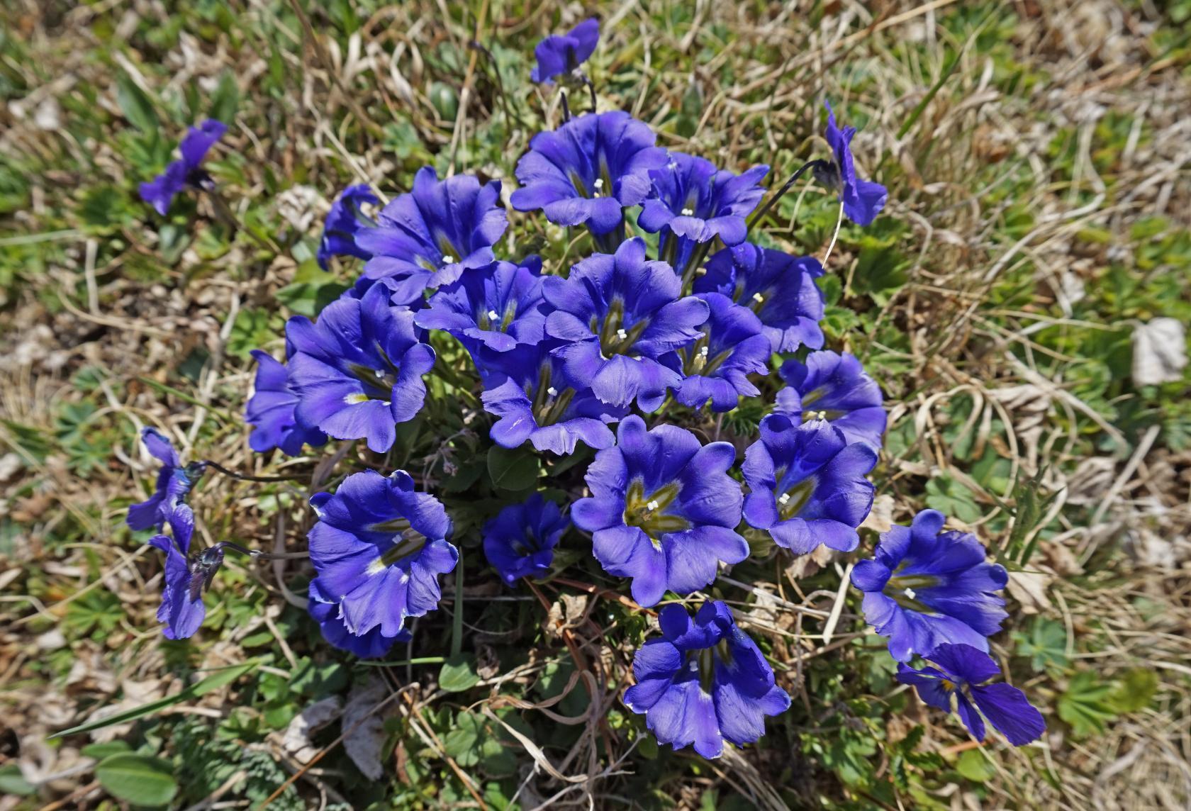 Цветущий Алтай, экспресс-тур для ценителей красоты (8/33)