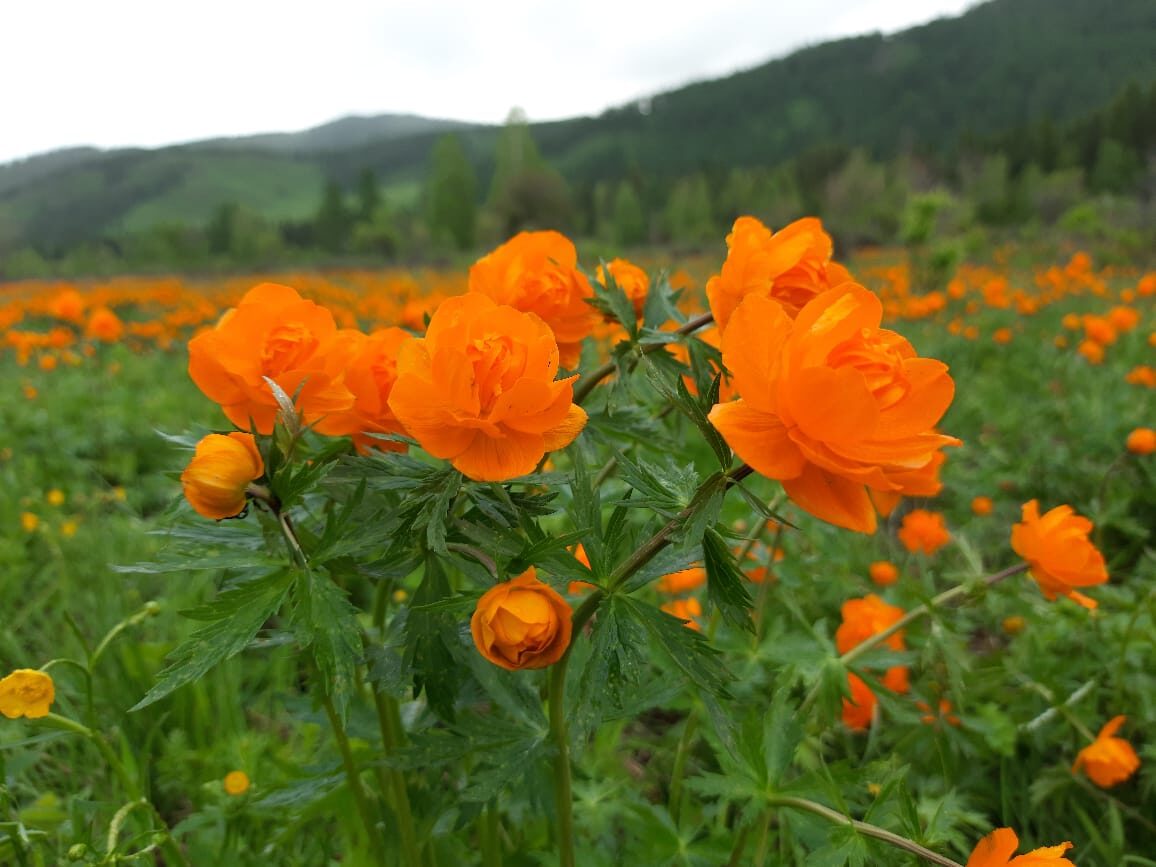 Цветущий Алтай, экспресс-тур для ценителей красоты (16/33)