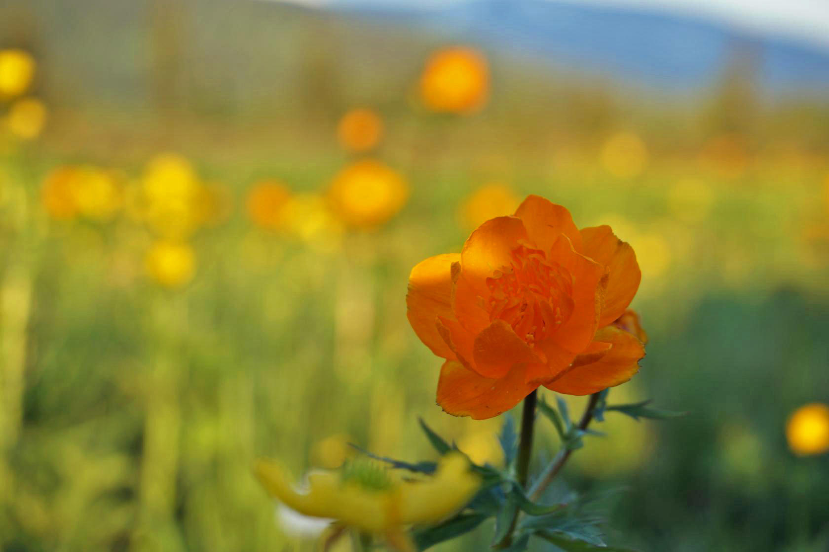 Цветущий Алтай, экспресс-тур для ценителей красоты (18/33)