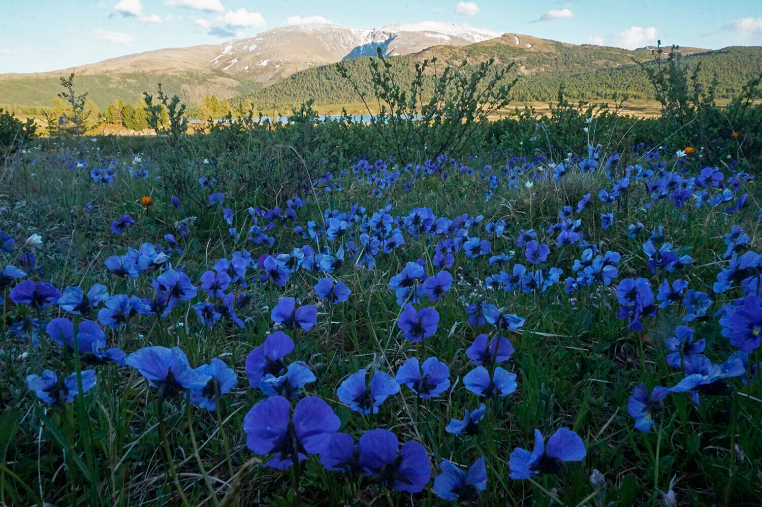 Цветущий Алтай, экспресс-тур для ценителей красоты (15/33)