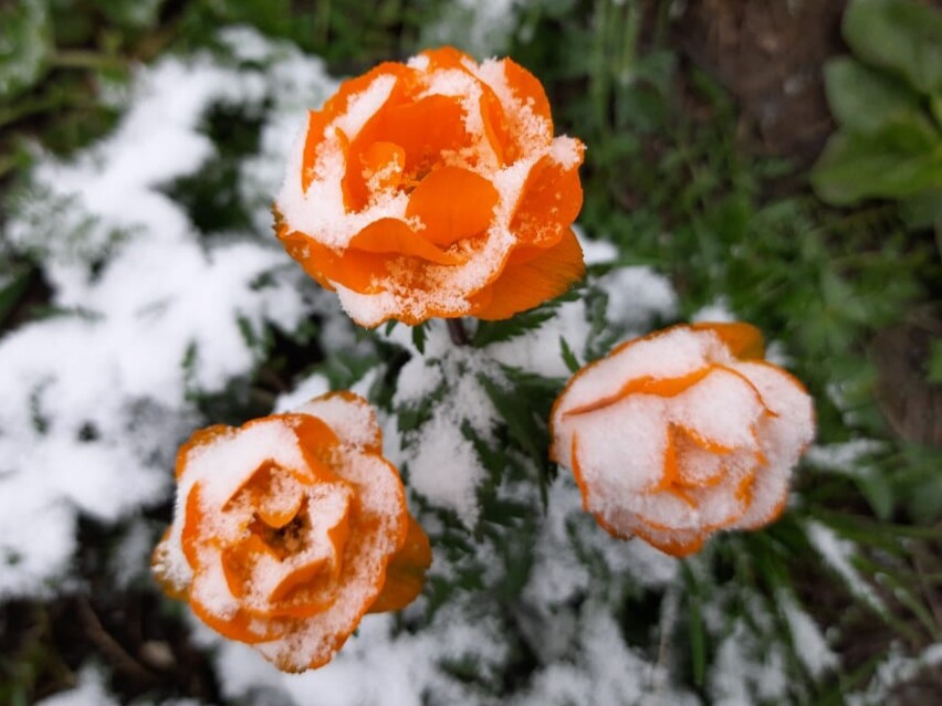 Цветущий Алтай, экспресс-тур для ценителей красоты (13/33)