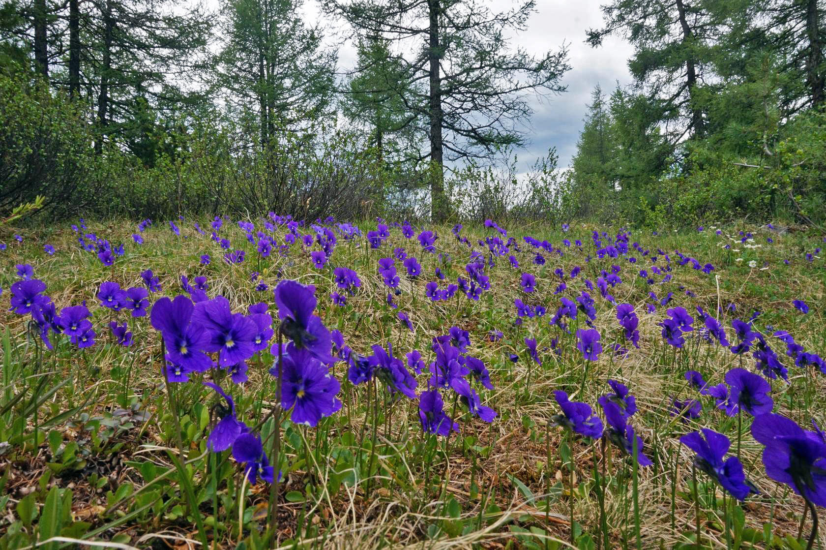 Цветущий Алтай, экспресс-тур для ценителей красоты (10/33)