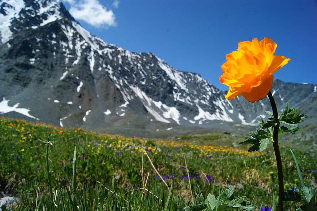 Цветущий Алтай, экспресс-тур для ценителей красоты (14/33)