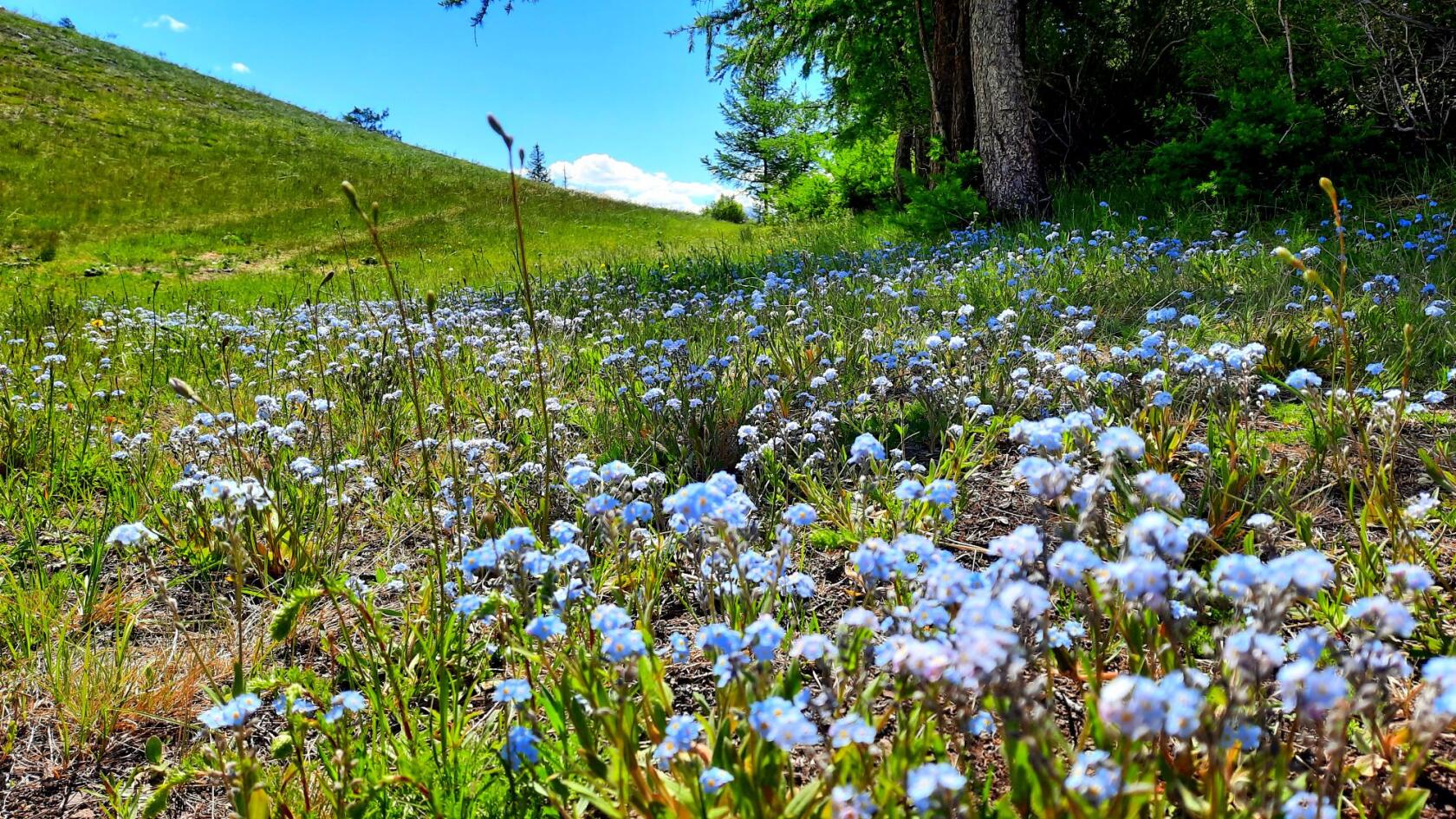 Цветущий Алтай, экспресс-тур для ценителей красоты (12/33)