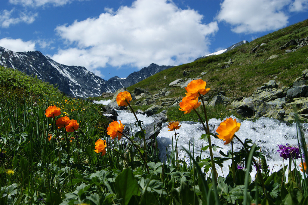 Цветущий Алтай, экспресс-тур для ценителей красоты (17/33)