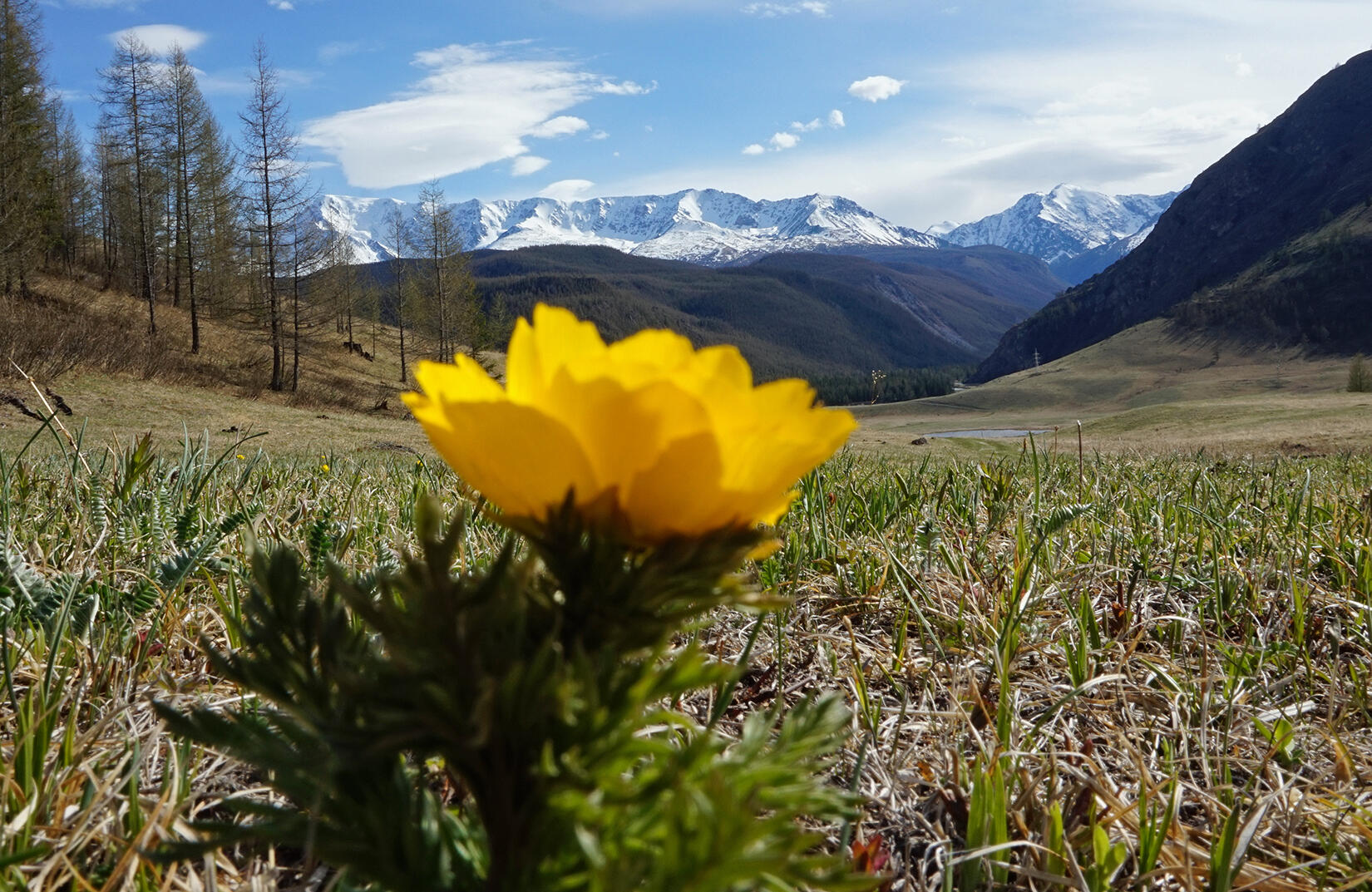 Цветущий Алтай, экспресс-тур для ценителей красоты (9/33)