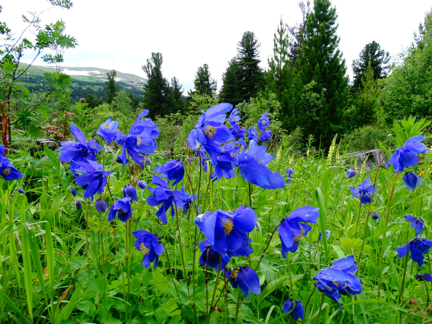 Цветущий Алтай, экспресс-тур для ценителей красоты (19/33)