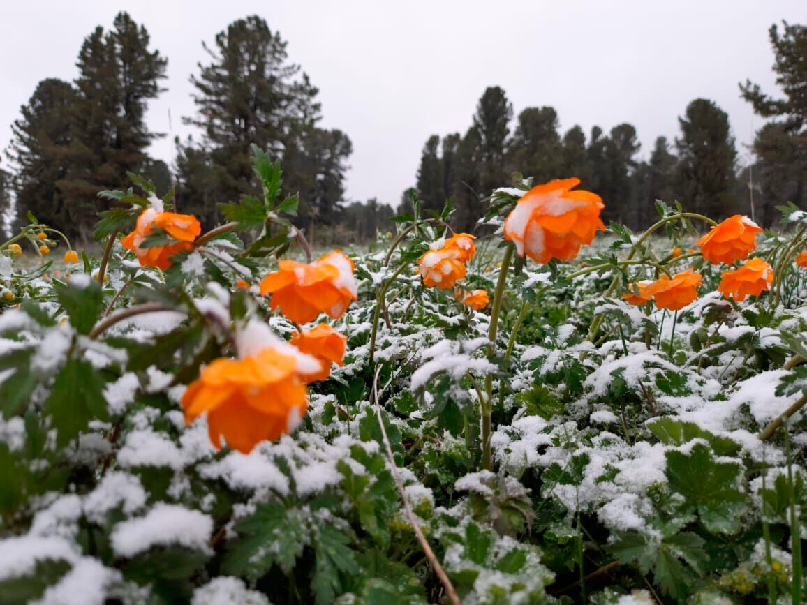 Цветущий Алтай, экспресс-тур для ценителей красоты (11/33)