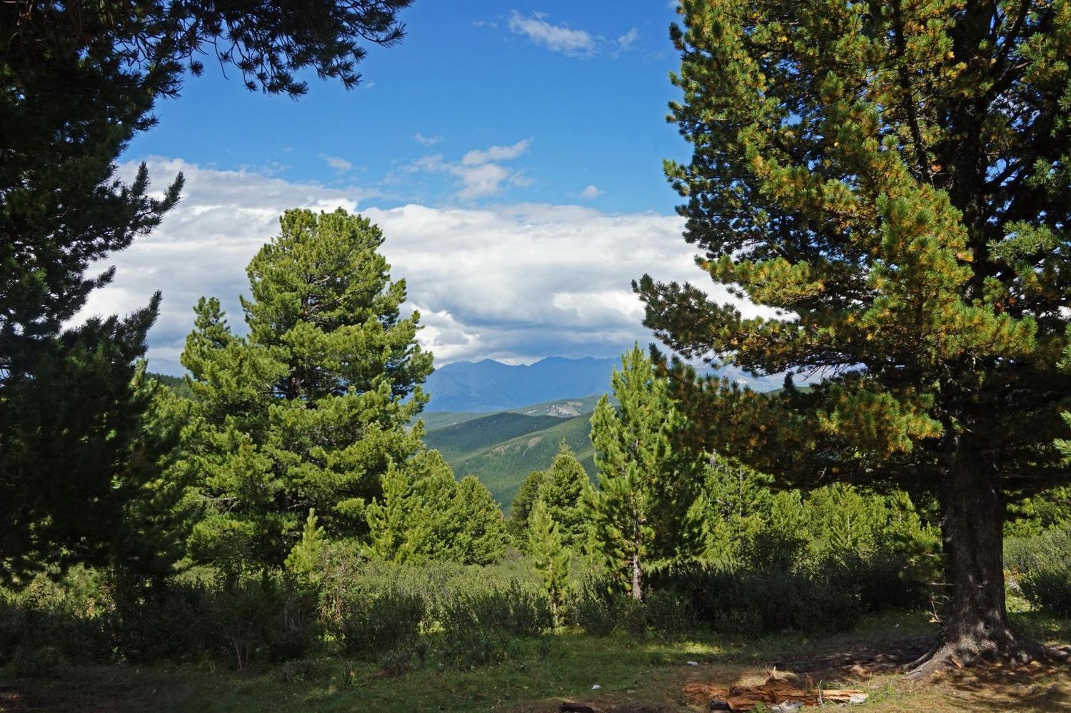 Золотой Алтай, кольцевой тур через Телецкое озеро (11/42)