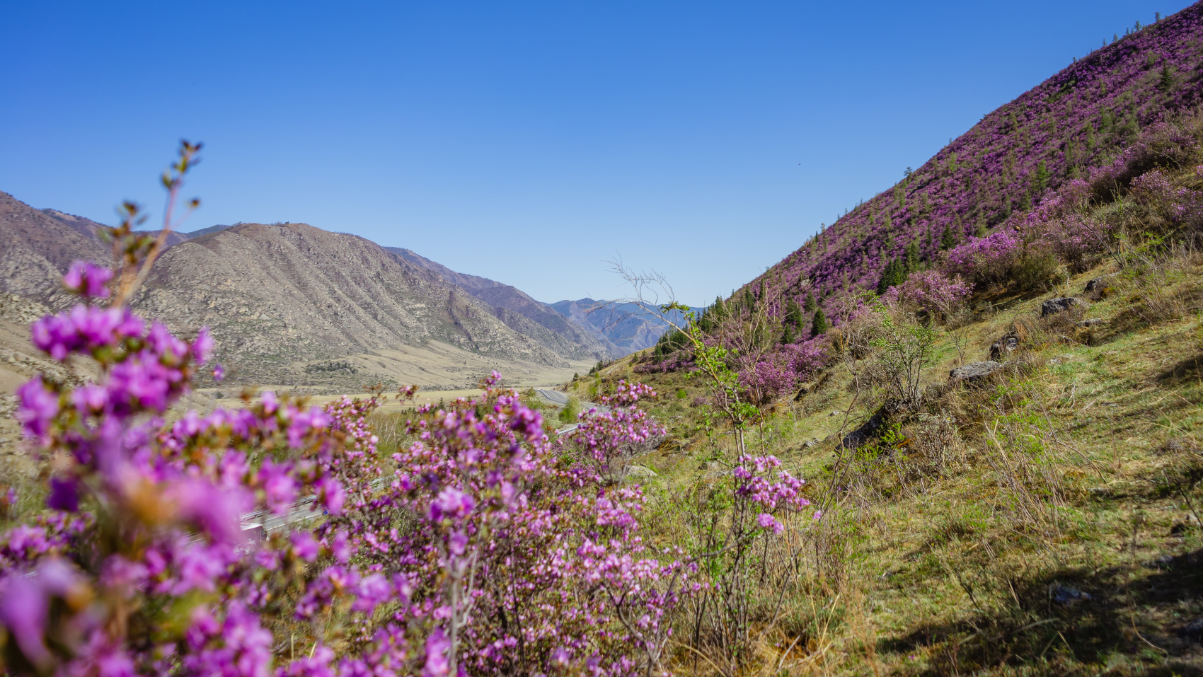 Весенний Алтай. Когда цветёт Маральник / 6 дней (2/45)