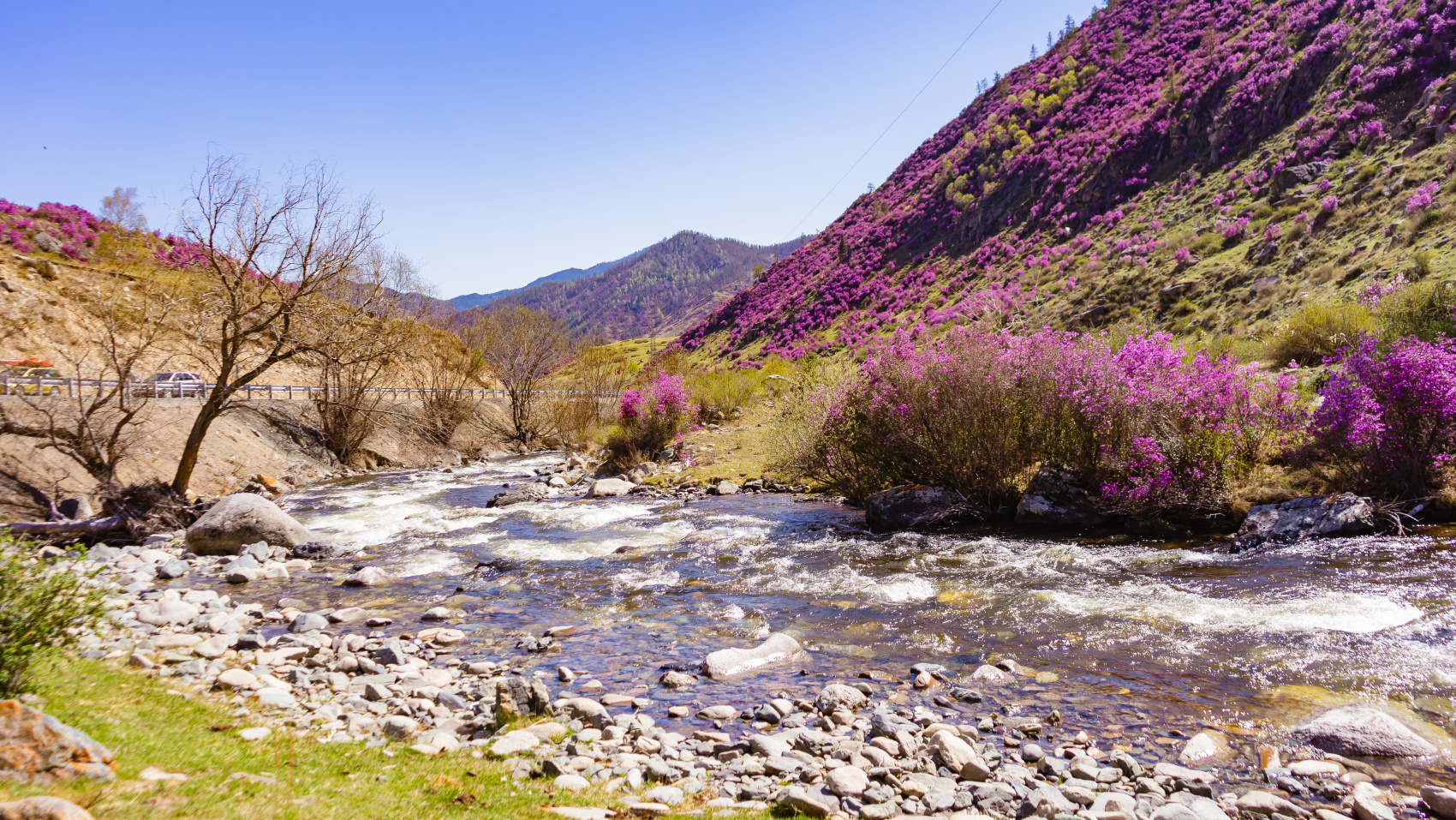 Весенний Алтай. Когда цветёт Маральник / 6 дней (24/45)