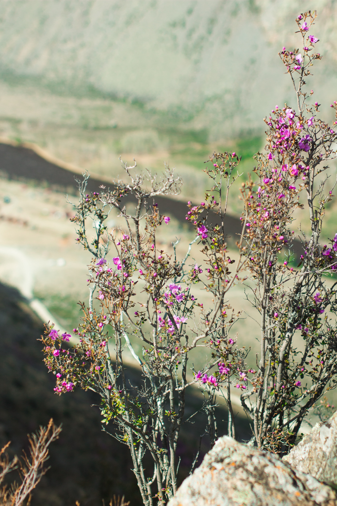 Весенний Алтай. Когда цветёт Маральник / 6 дней (19/45)
