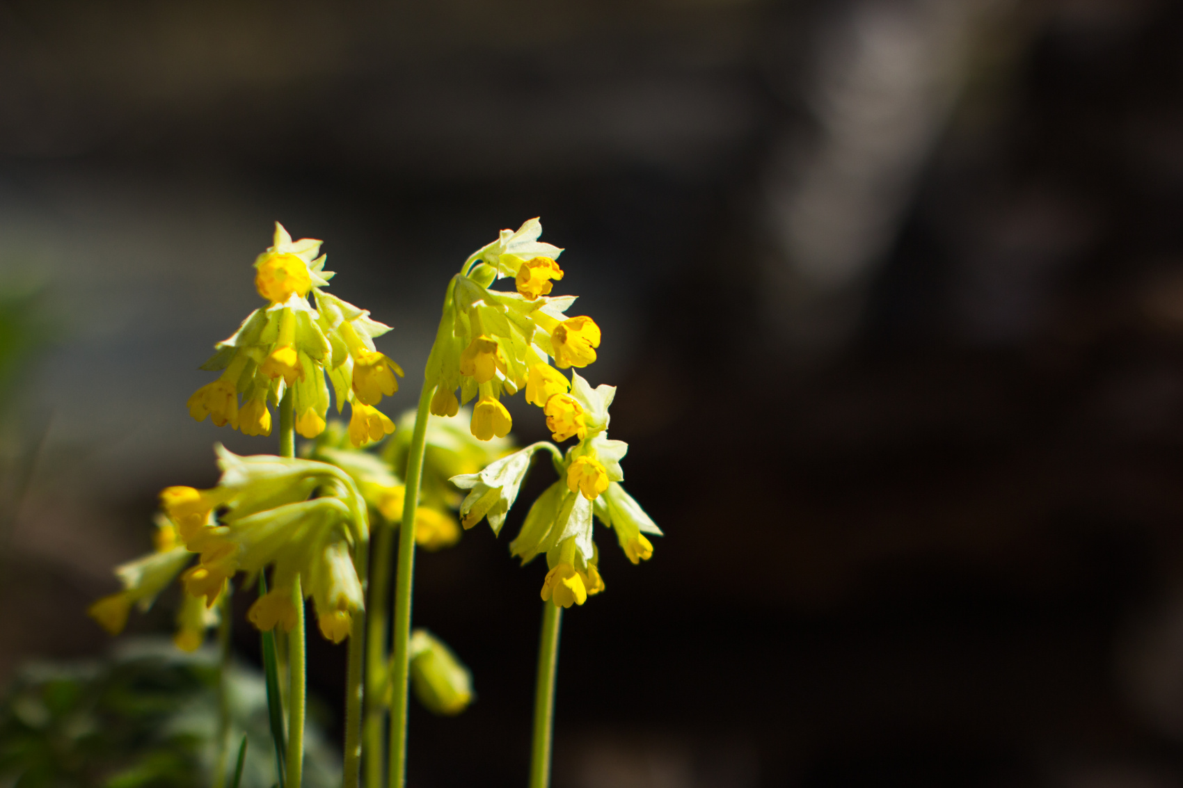 Весенний Алтай. Когда цветёт Маральник / 6 дней (7/45)