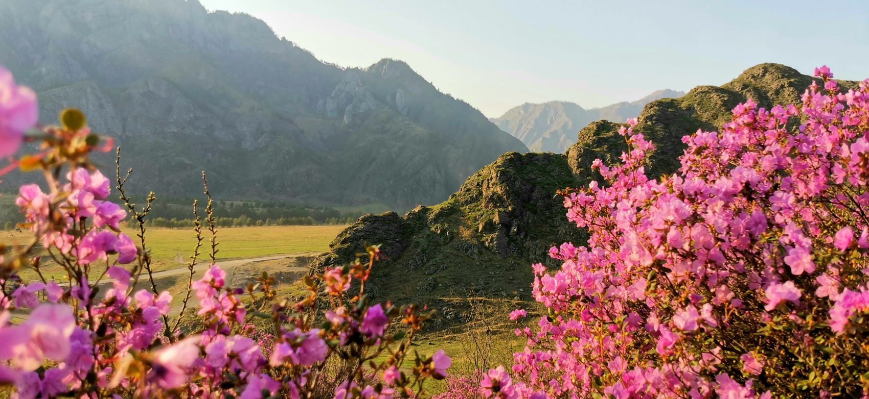 Весенний Алтай. Когда цветёт Маральник / 6 дней (25/45)