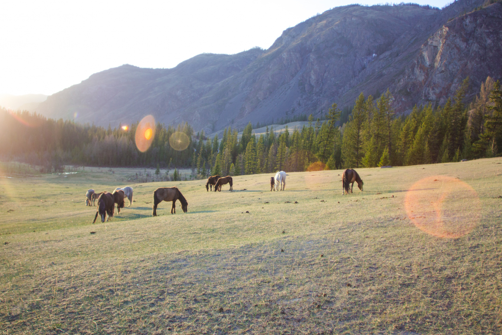 Весенний Алтай. Когда цветёт Маральник / 6 дней (6/45)