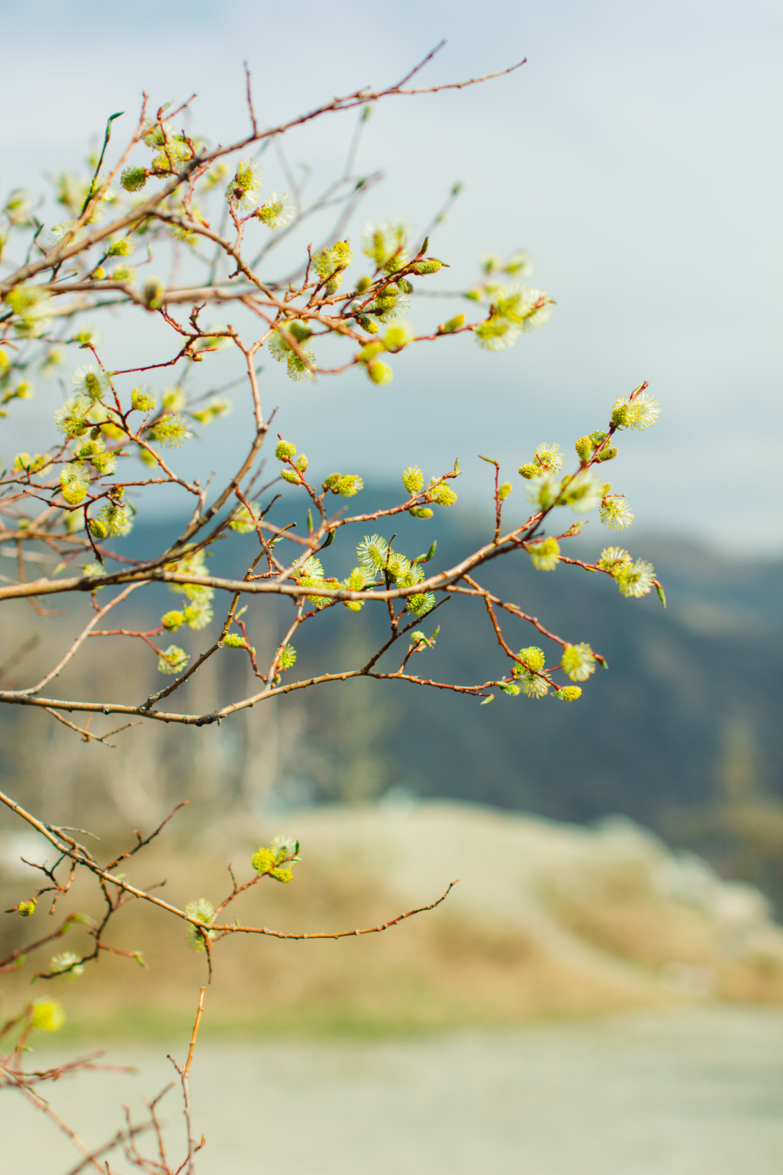 Весенний Алтай. Когда цветёт Маральник / 6 дней (28/45)
