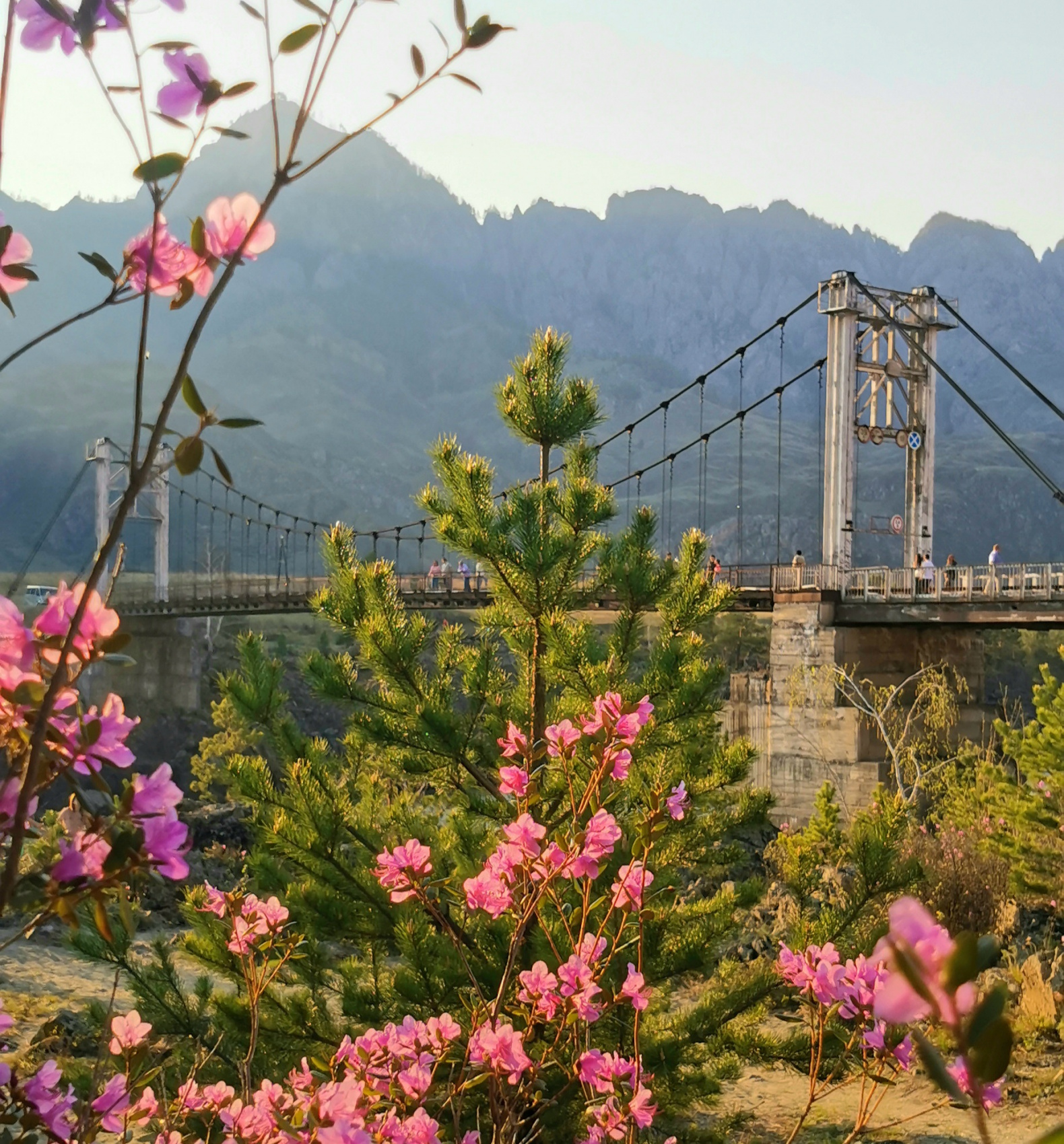 Весенний Алтай. Когда цветёт Маральник / 6 дней (27/45)