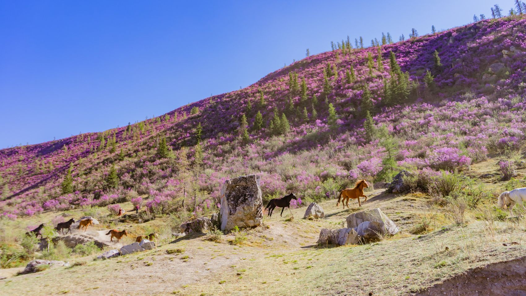 Весенний Алтай. Когда цветёт Маральник / 6 дней