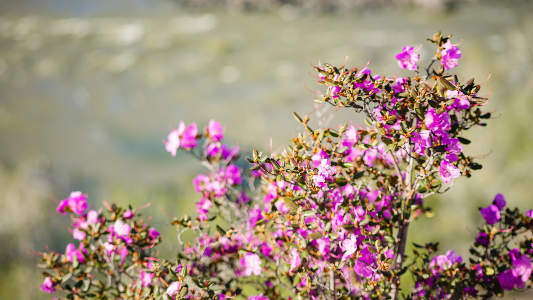 Весенний Алтай. Когда цветёт Маральник / 6 дней (23/45)