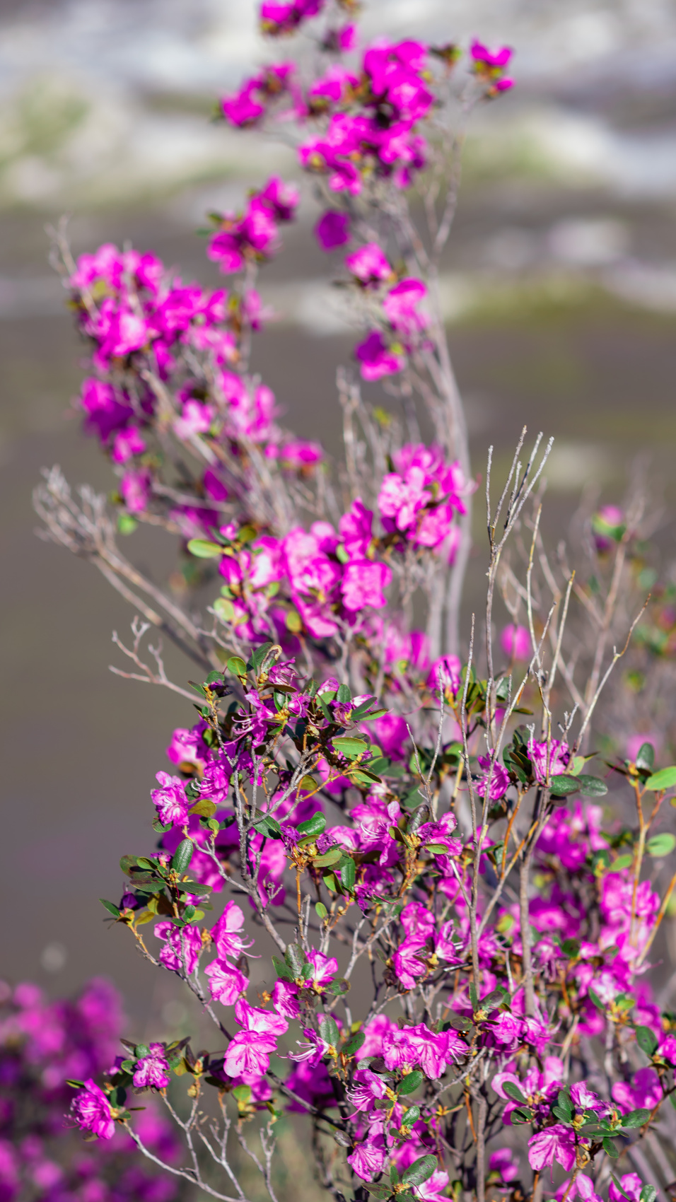 Весенний Алтай. Когда цветёт Маральник / 6 дней (9/45)