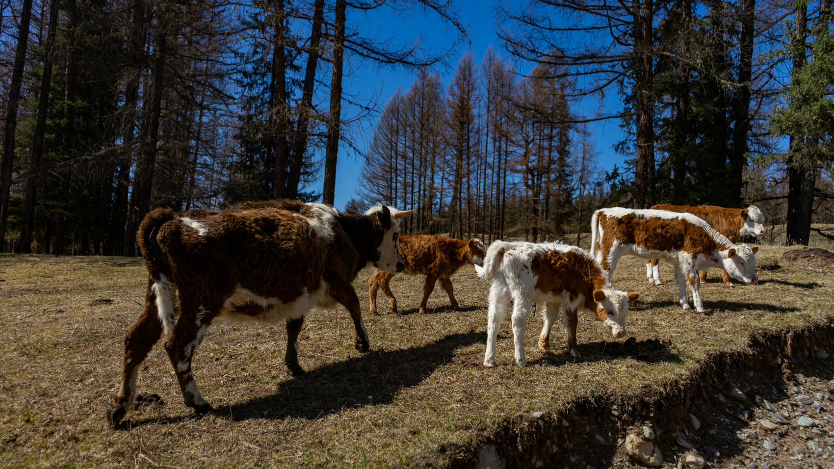 Весенний Алтай. Когда цветёт Маральник / 6 дней (14/45)