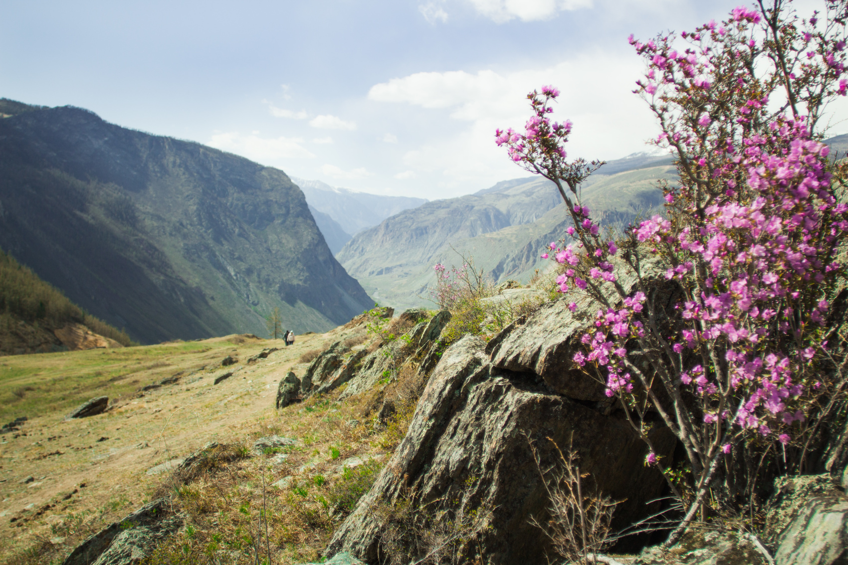 Весенний Алтай. Когда цветёт Маральник / 6 дней (4/45)