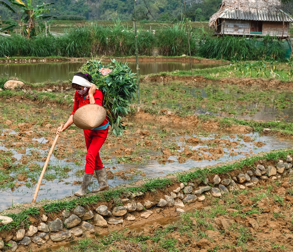 Вьетнам. Невероятное путешествие через всю страну (45/66)