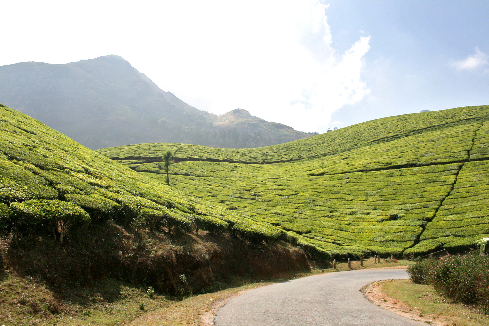 Специи Треккинг Керала (20/21)