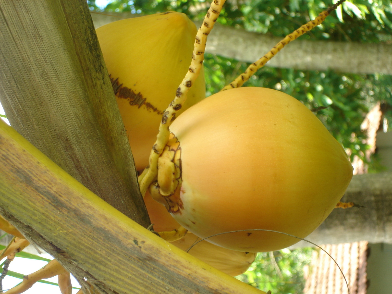 Специи Треккинг Керала (6/21)